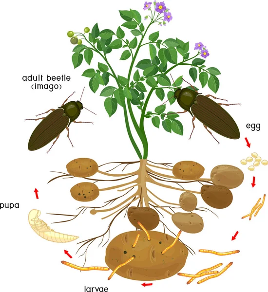 Levenscyclus Van Click Kever Draadworm Aardappelplant Met Wortelsysteem Opeenvolging Van — Stockvector