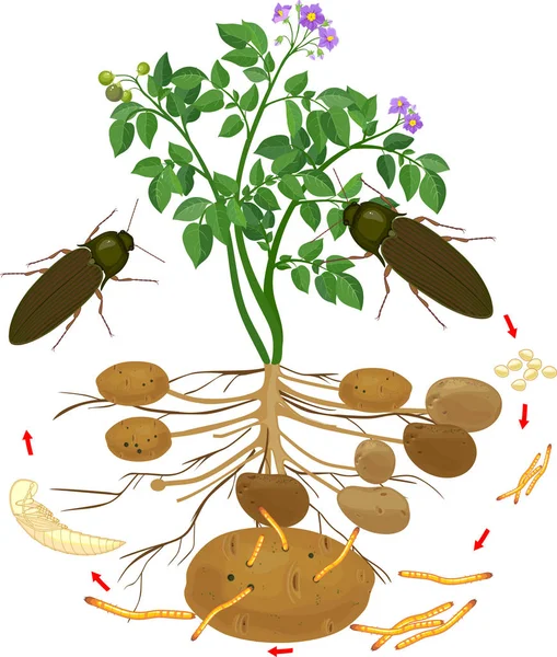 Cykl Życia Chrząszcza Wireworm Rośliny Ziemniaka Systemem Korzeniowym Sekwencja Etapów — Wektor stockowy