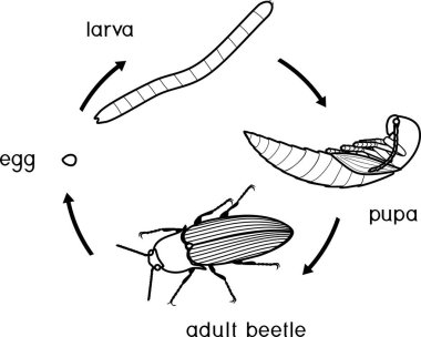 Boyama sayfası. Click Beetle 'ın yaşam döngüsü. Yumurta ve larvadan yetişkin böceğe kadar klik böceğinin gelişim aşamaları dizisi