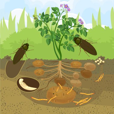 Click Beetle 'ın yaşam döngüsü. Yumurta ve larvadan (kablo solucanı) bahçedeki yetişkin böceğe kadar klik böceğinin gelişim aşamaları