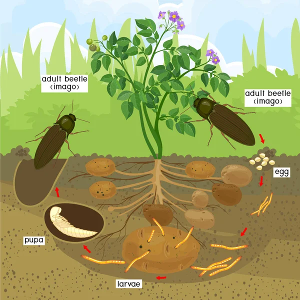 Levenscyclus Van Click Kever Draadworm Volgorde Van Ontwikkelingsstadia Van Click — Stockvector