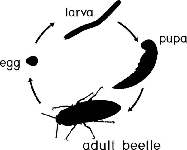 Silhouette Des Lebenszyklus Des Klick Käfers Drahtwurm Abfolge Der Entwicklungsstadien — Stockvektor