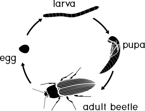 Click Beetle Yaşam Döngüsü Yumurta Larvadan Yetişkin Böceğe Kadar Klik — Stok Vektör