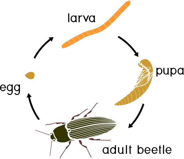 Cycle Vie Click Beetle Ver Fil Fer Séquence Des Stades — Image vectorielle