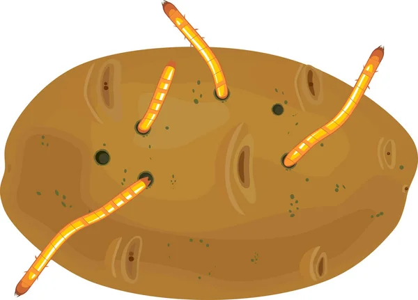 Tubérculo Patata Dañado Por Gusanos Alambre Larva Escarabajo Click Aislado — Archivo Imágenes Vectoriales