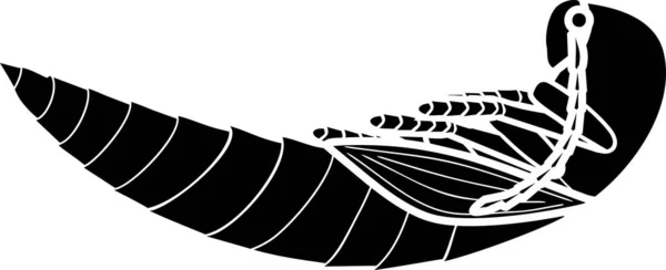 Černá Silueta Pupa Click Brouka Izolované Bílém Pozadí — Stockový vektor