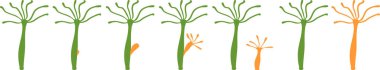 Hydra Aseksüel Üreme (Budding) Şeması. Zooloji dersi için eğitici materyal