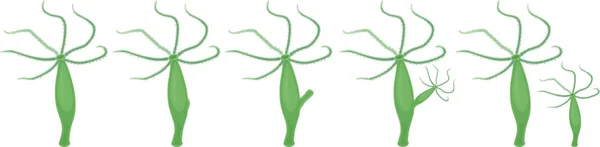 Hydra Asexuel Reproduction Budding Scheme Matériel Éducatif Pour Leçon Zoologie — Image vectorielle