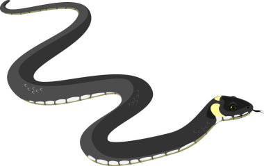  Beyaz arkaplanda çim yılanı (Natrix natrix) izole edildi