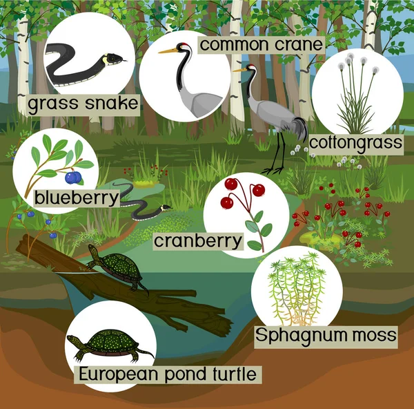 Écosystème Marais Différents Habitants Des Marais Avec Titre Animaux Plantes — Image vectorielle