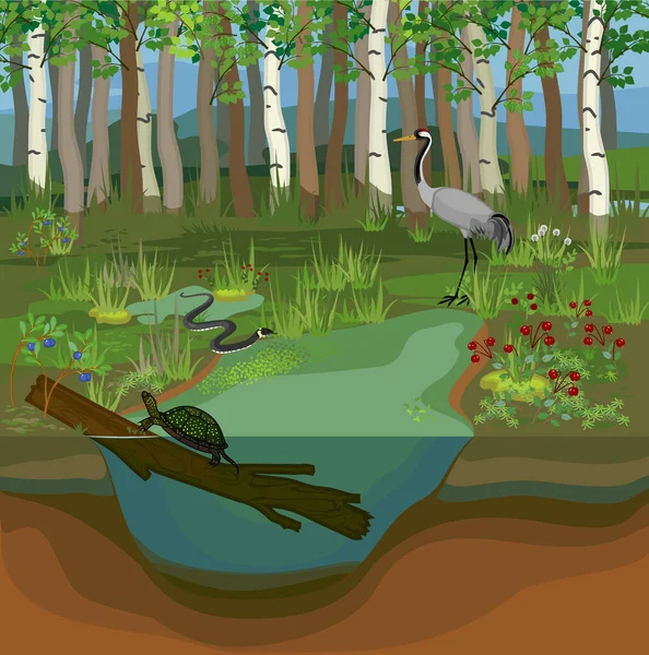 Écosystème Marais Avec Différents Habitants Marais Plantes Animaux — Image vectorielle