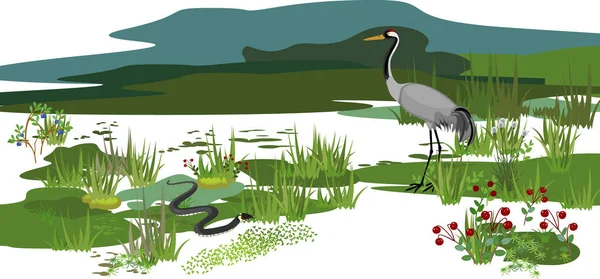 Écosystème Marais Différents Habitants Des Marais Animaux Plantes — Image vectorielle