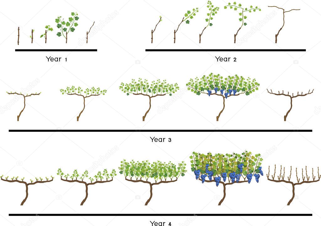 Life cycle of grapevine isolated on white background. Four year grapevine development and ripening stages. Spur pruning