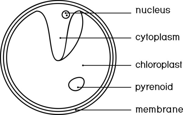 Coloring page with structure of Chlorella (single-celled green algae) with titles isolated on white background
