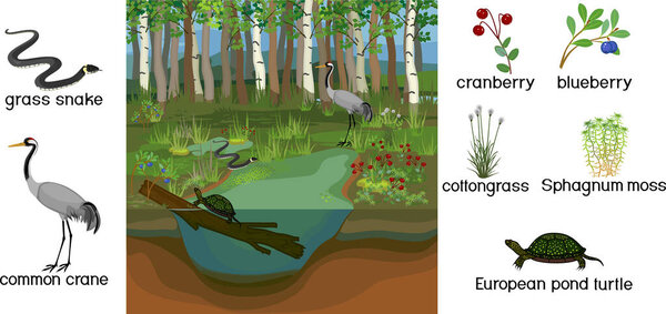  Экосистема болот. Различные болотные жители с титулом: животные и растения изолированы на белом фоне
