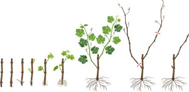 Üzümlü bitkisel üreme şeması. Propagule 'den (kök kesiminden) beyaz arka planda izole edilmiş genç köklü üzüm bitkisine büyüme aşamaları