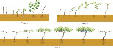 Hayat döngüsü beyaz arka planda izole edilmiş. Üç yıllık dedikodu gelişimi ve olgunlaşma aşamaları. Mahmuzlama