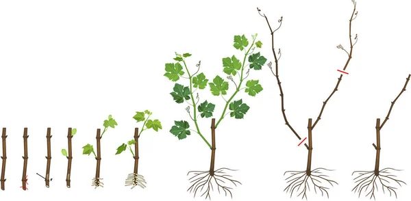 ブドウの植物繁殖計画 繁殖期 茎切り から白背景に隔離された若い発根ブドウ植物への成長期 — ストックベクタ