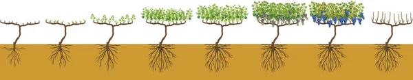 白背景に単離されたブドウの年間成長サイクル ブドウの開発と熟成の段階 — ストックベクタ