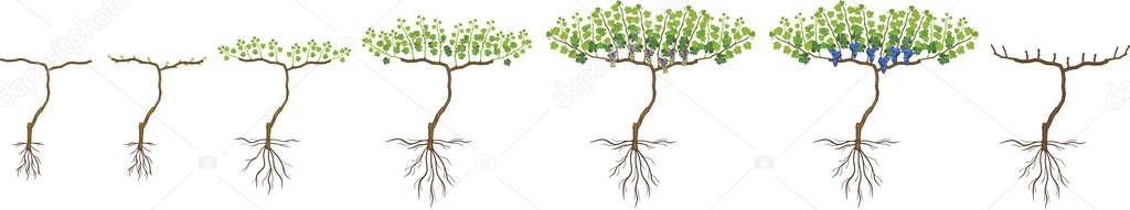 Annual growth life cycle of grapevine isolated on white background. Grapevine development and ripening stages