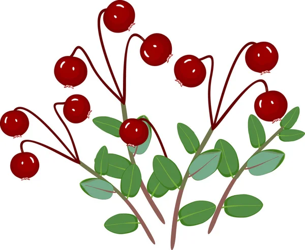 熟した赤い果実と白い背景に隔離された緑の葉を持つクランベリー植物 — ストックベクタ