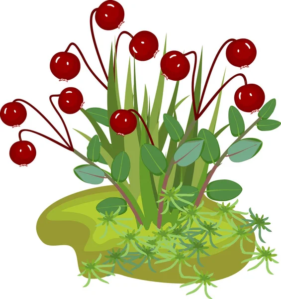 Cranberry Plant Ripe Red Berries Green Leaves Isolated White Background — Stock Vector