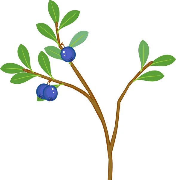 Blueberry Plant Ripe Blue Berries Green Leaves Isolated White Background — Stock Vector