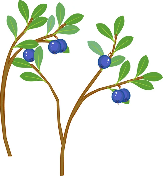 蓝莓植物 有成熟的蓝莓和绿色叶子 背景为白色 — 图库矢量图片