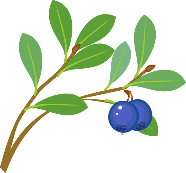 Roślina Jagodowa Dojrzałymi Jagodami Niebieskimi Zielonymi Liśćmi Białym Tle — Wektor stockowy
