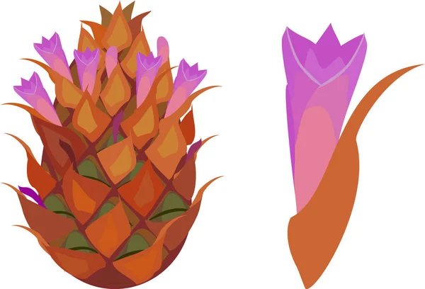 Ananas Bloem Geïsoleerd Witte Achtergrond — Stockvector