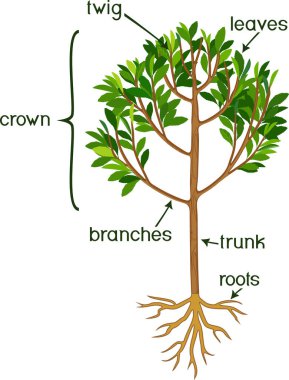  Bitki parçaları. Yeşil taç, kök sistemi ve başlıklı ağaç morfolojisi