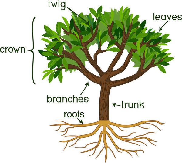  Parts of plant. Morphology of tree with green crown, root system and titles
