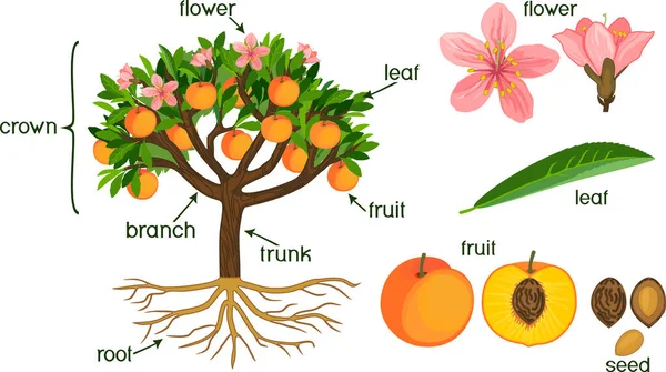 Partes Planta Morfologia Pessegueiro Com Frutas Flores Folhas Verdes Sistema —  Vetores de Stock