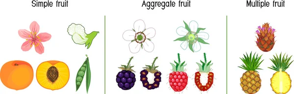 果物の異なる種類 シンプル 集約的かつ複数の 植物学の授業のスキーム — ストックベクタ
