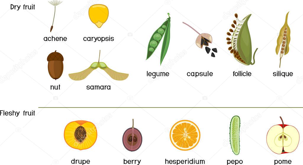 Different types of fruits: dry and fleshy. Scheme for botany lessons