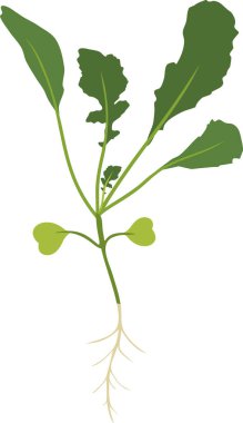  Arugula filizleri (Rucola veya Roket salatası) yeşil yapraklı ve kök sistemli bitkiler beyaz arkaplanda izole edilmiştir.