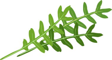  Beyaz zemin üzerinde yeşil roka yaprakları (Rucola veya Roket salatası) izole
