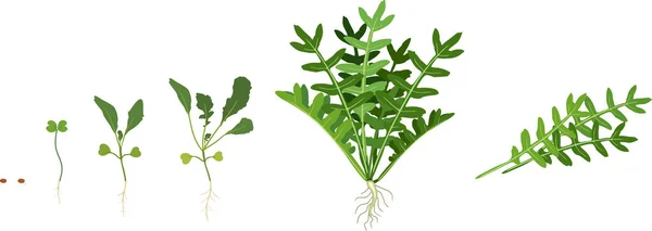 花园火箭植物的生命周期在白色背景下被隔离 木耳的生长阶段 从种子到收获 — 图库矢量图片