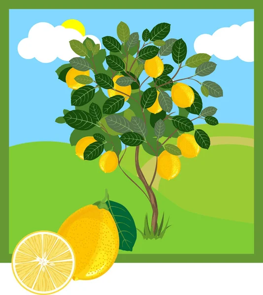 Cartoon Lemon Tree Ripe Yellow Lemons Green Leaves — Stock Vector