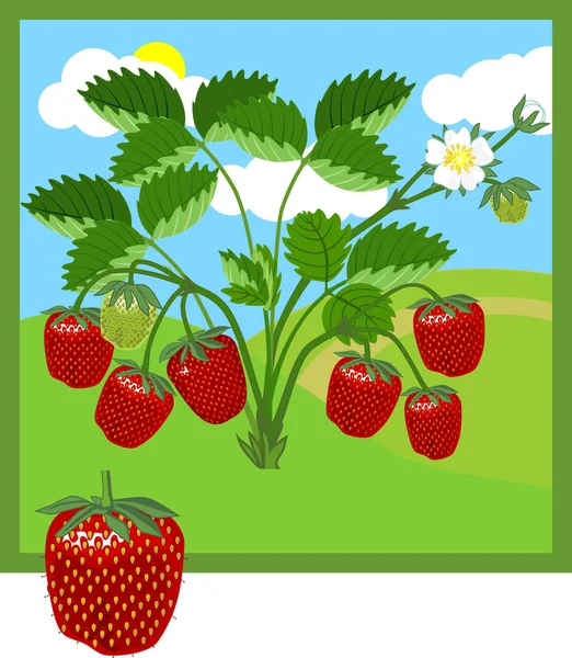 Cartoon Erdbeerpflanze Mit Grünen Blättern Blüten Und Reifen Roten Beeren — Stockvektor