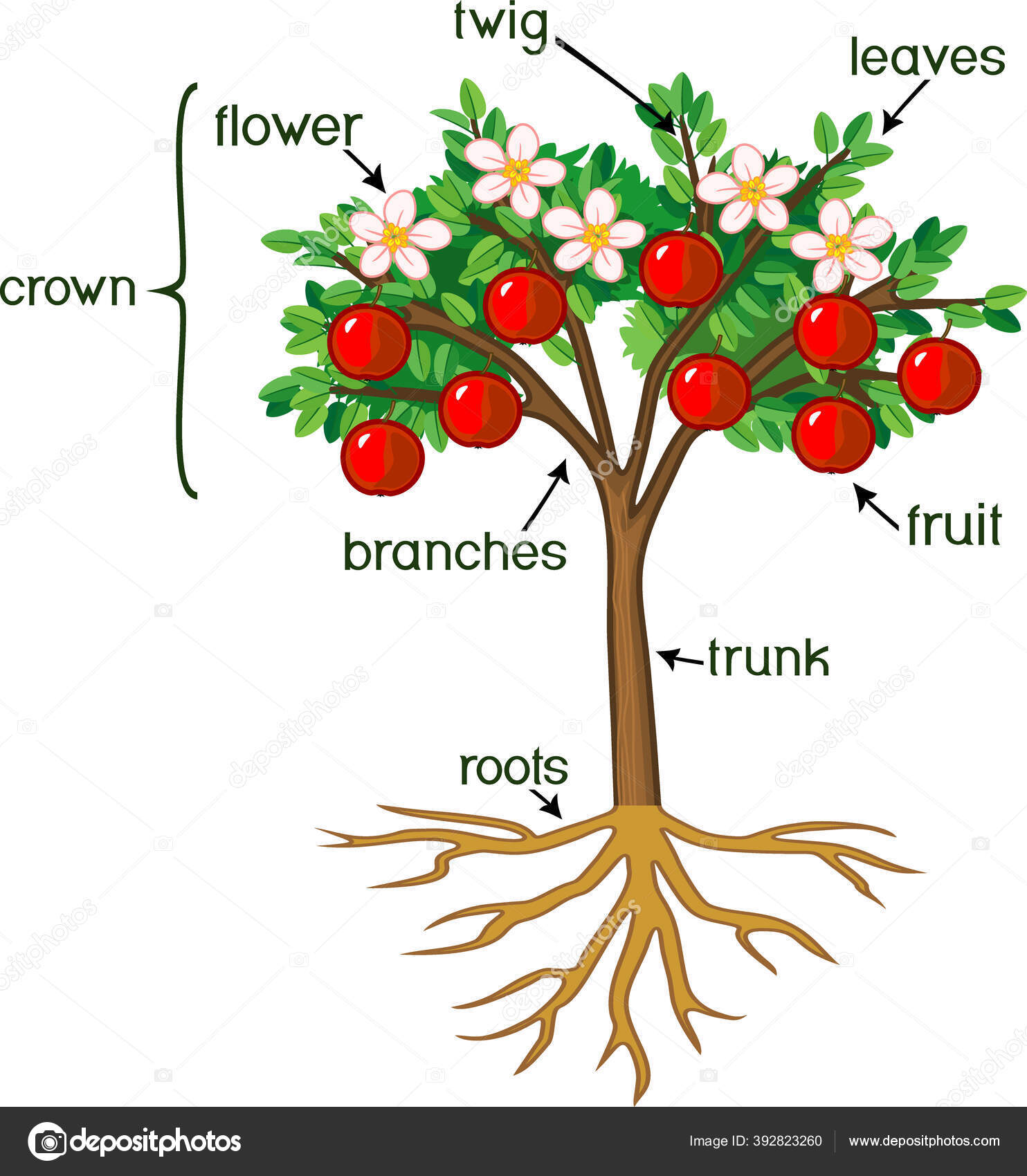 Partes Planta Morfologia Macieira Com Sistema Radicular Flores Frutos  Títulos Vetor de stock de ©mariaflaya 392823260, image size:1484x1700