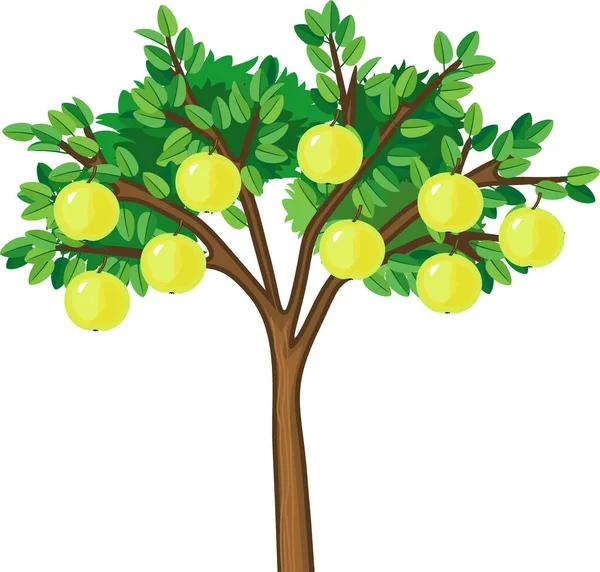 緑の葉と熟した黄色の果実を持つリンゴの木白い背景に — ストックベクタ