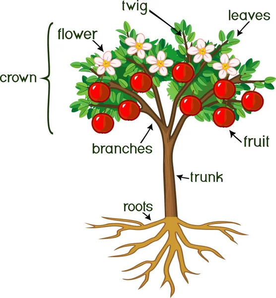Części Roślin Morfologia Jabłoni Systemem Korzeniowym Kwiatami Owocami Tytułami — Wektor stockowy