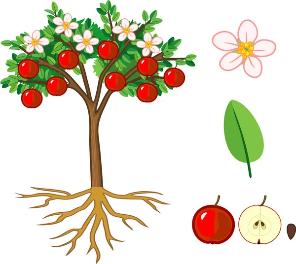 Części Roślin Morfologia Jabłoni Owocami Kwiatami Zielonymi Liśćmi Systemem Korzeniowym — Wektor stockowy