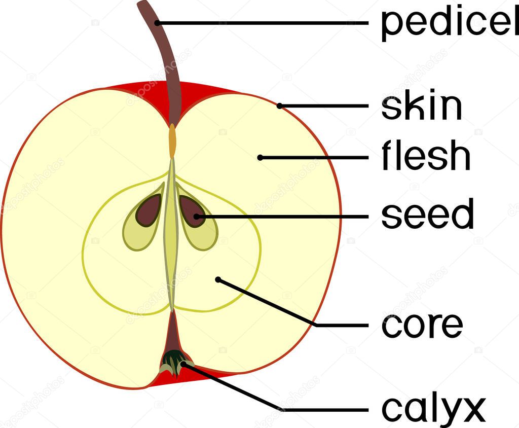  Parts of plant. Internal structure of of apple fruit isolated on white background