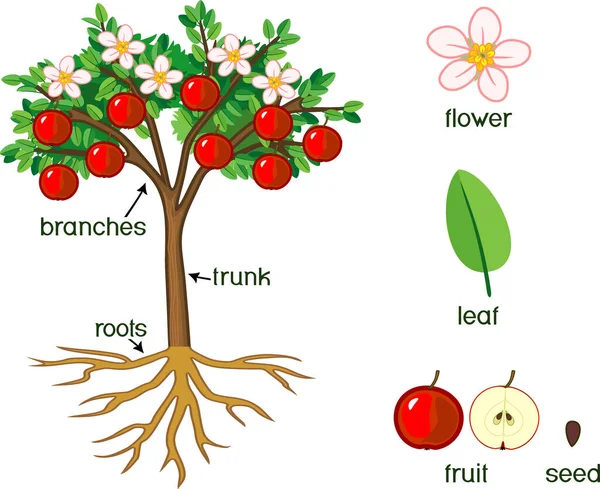 Pflanzenteile Morphologie Des Apfelbaums Mit Früchten Blüten Grünen Blättern Wurzelsystem — Stockvektor