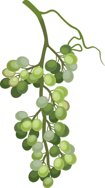 Unripe Bunch Grapes Isolated White Background — Stock Vector