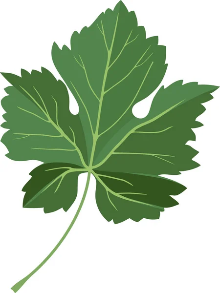 Зеленый Лист Виноградной Лозы Белом Фоне — стоковый вектор