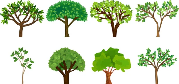 Uppsättning Olika Träd Med Gröna Blad Vit Bakgrund — Stock vektor