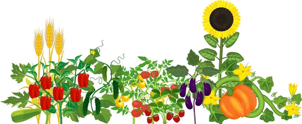 Beyaz Arka Planda Olgun Meyveleri Olan Farklı Sebze Bitkileri Hasat — Stok Vektör